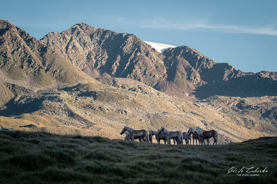 I Photograph Free Roaming Horses In Breathtaking Mountain Landscapes In The Alps (22 Photos)