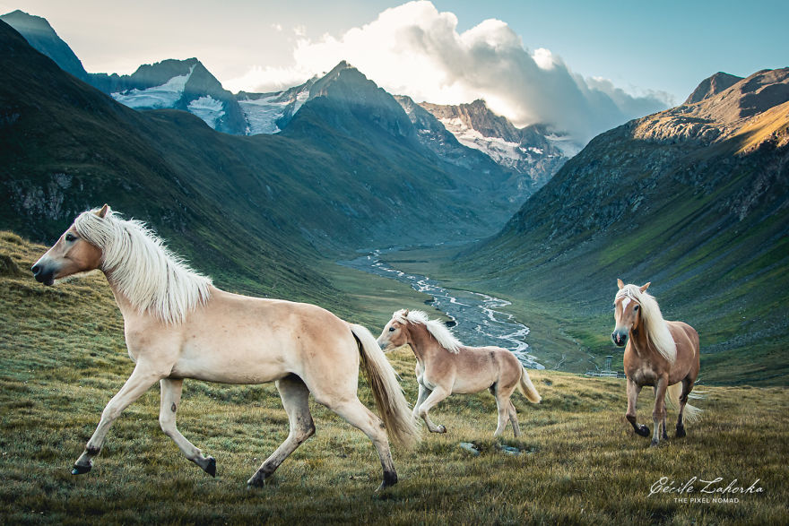 I Photograph Free Roaming Horses In Breathtaking Mountain Landscapes In The Alps (22 Photos)