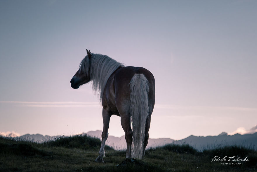 I Photograph Free Roaming Horses In Breathtaking Mountain Landscapes In The Alps (22 Photos)