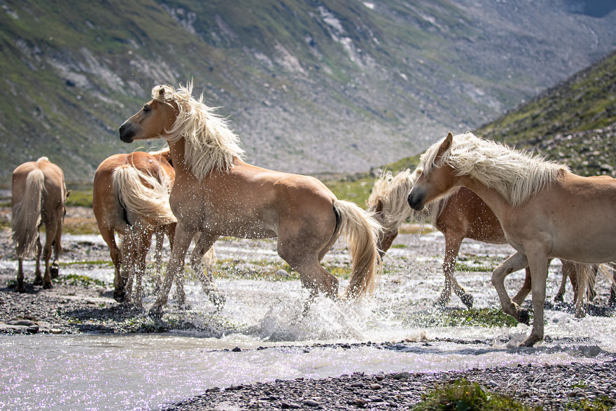 I Photograph Free Roaming Horses In Breathtaking Mountain Landscapes In The Alps (22 Photos)