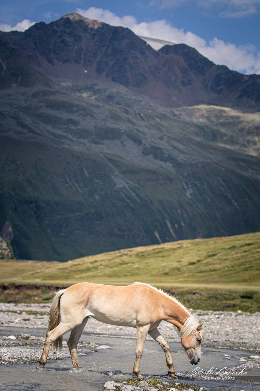 I Photograph Free Roaming Horses In Breathtaking Mountain Landscapes In The Alps (22 Photos)