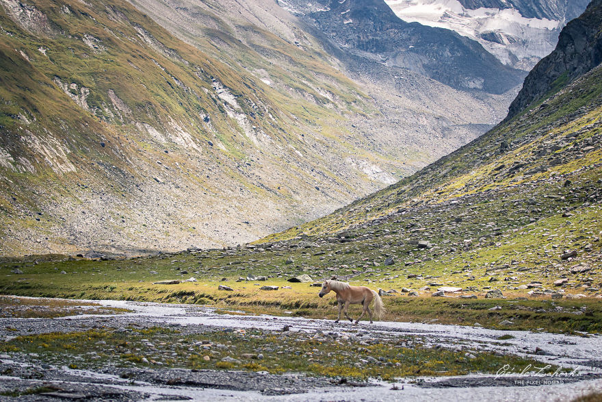 I Photograph Free Roaming Horses In Breathtaking Mountain Landscapes In The Alps (22 Photos)