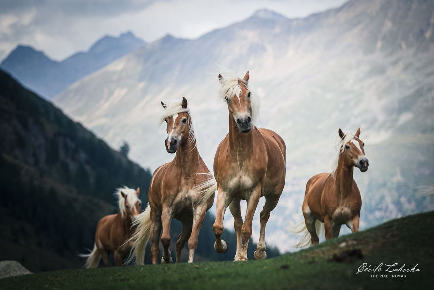I Photograph Free Roaming Horses In Breathtaking Mountain Landscapes In The Alps (22 Photos)