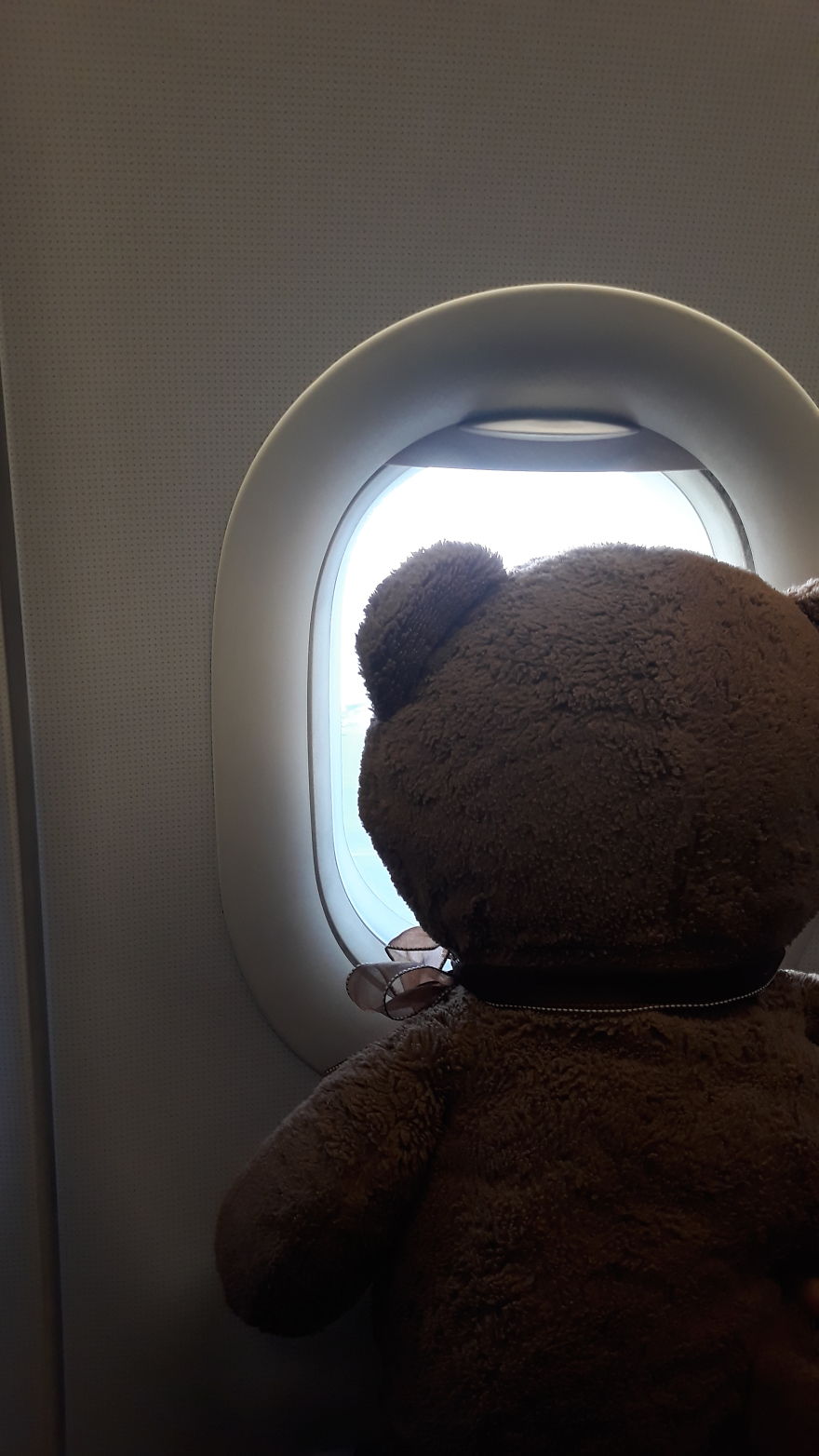 The Adventures Of Milo The Bear