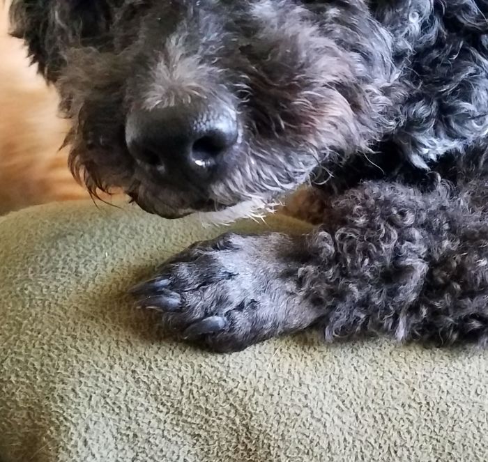 I Spent 3 Days Attempting To Groom Little Squiggy With People Hair Clippers. It Was Traumatic For Everyone Involved. These Embarrassing Little Raccoon Hands Were The Most Difficult Part.