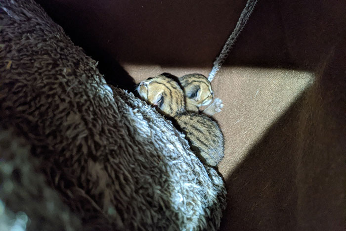 Sanctuary For Unwanted Animals Takes In A Pair Of Rare Rusty-Spotted Cats, Reveals They Have Two Adorable Babies