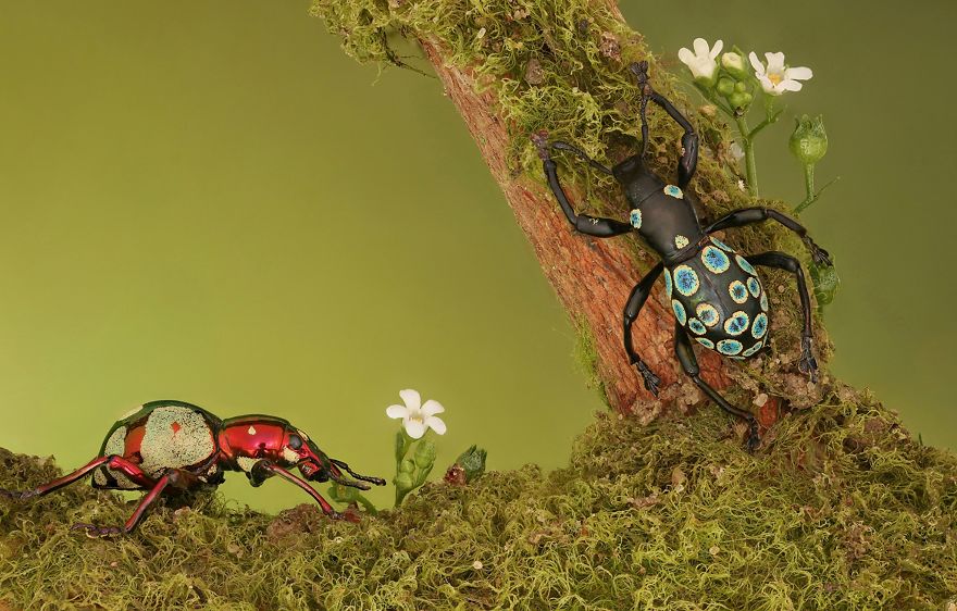 Spotted Weevils Family