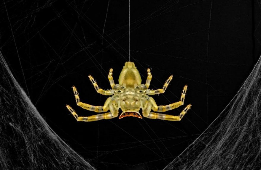 Crab Spider