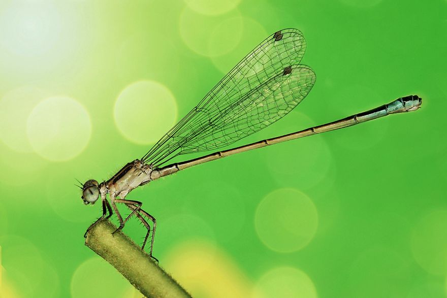 Damselfly