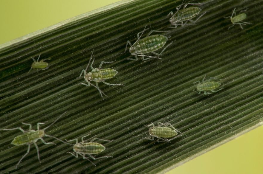 Aphids