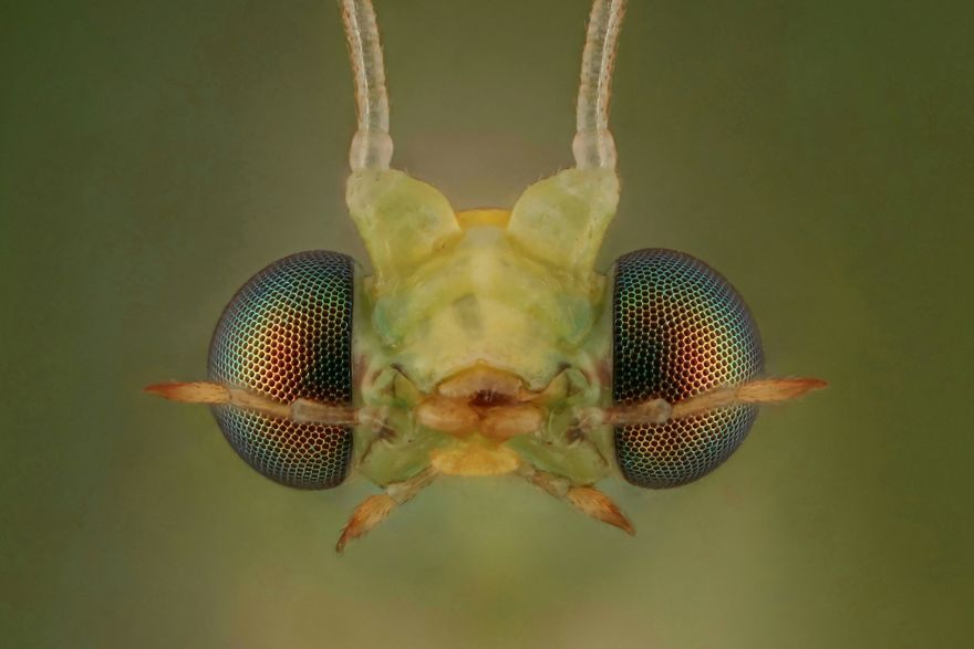 Green Lacewing