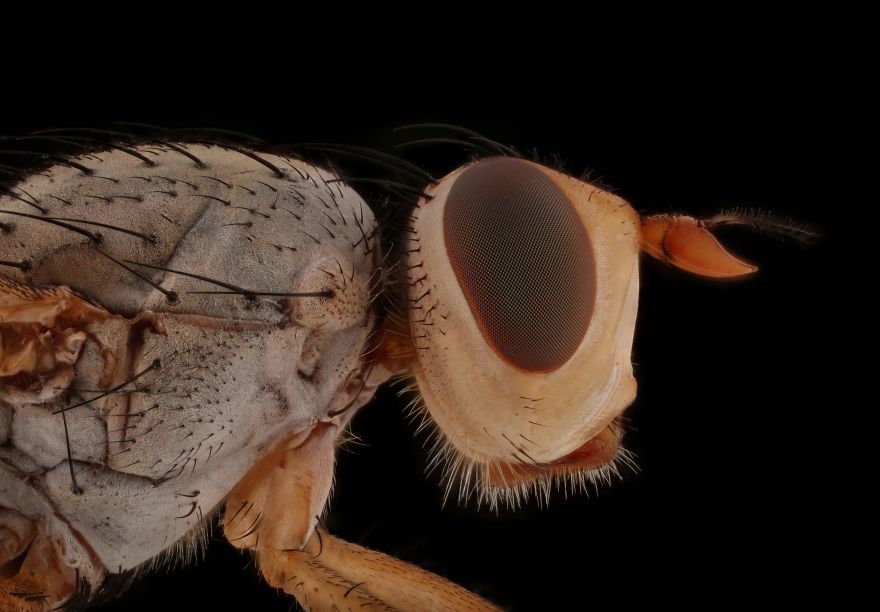 Homoneura Fly
