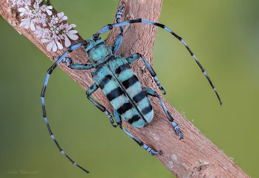 Blue Longhorn Beetle