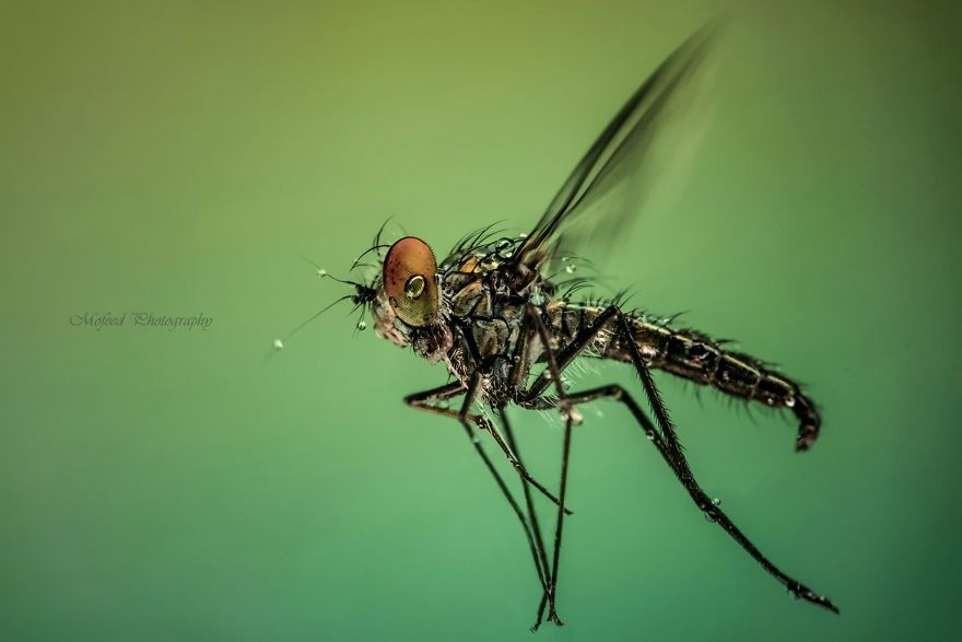 Robber Fly