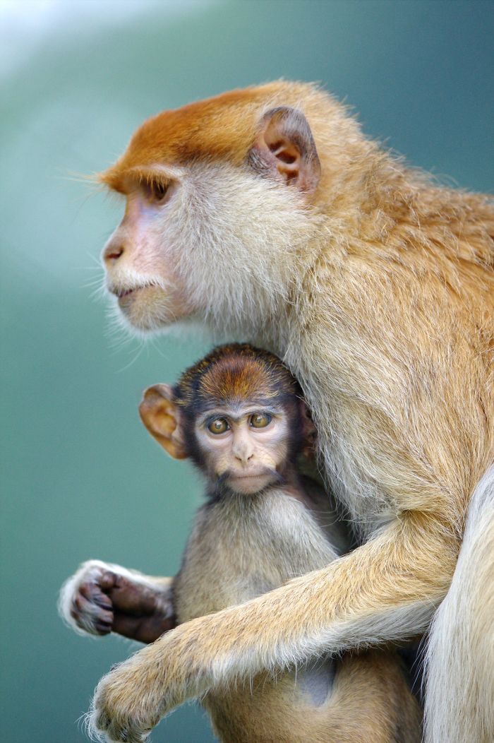 15 Years I Photographed Motherly Love Across The Animal Kingdom