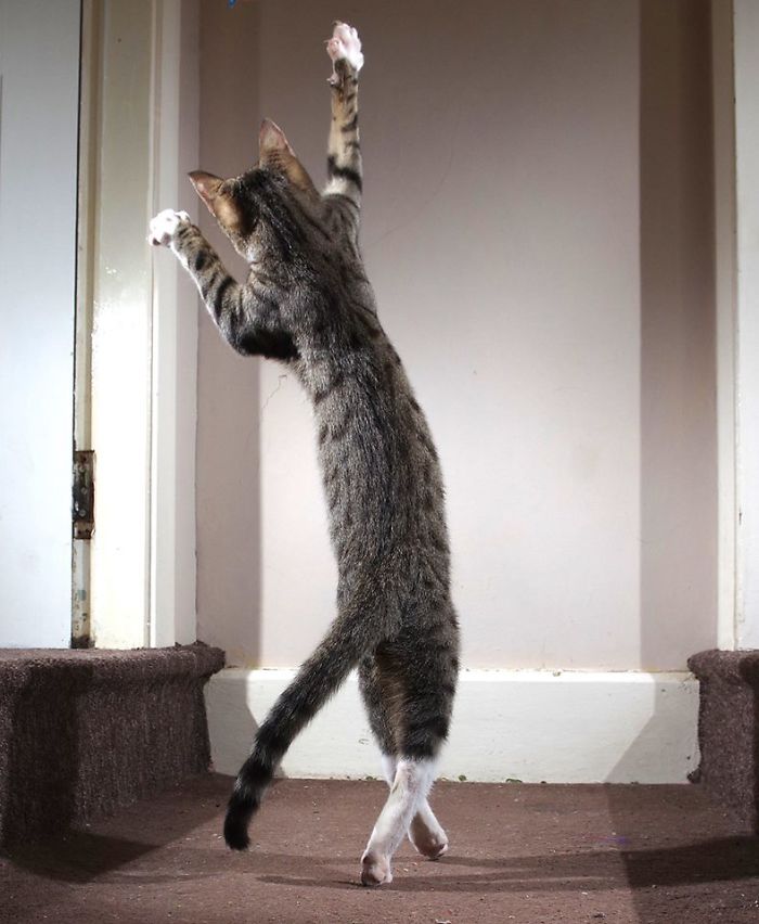 The Dancing Kitten