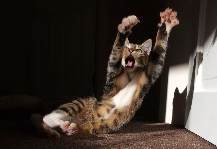 The Overdramatic Kitten