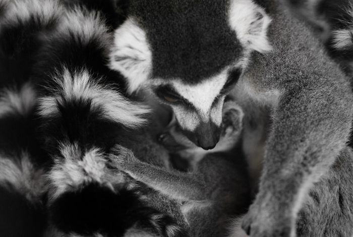 15 Years I Photographed Motherly Love Across The Animal Kingdom