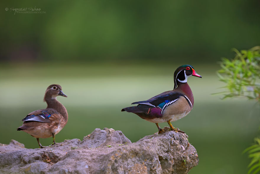 Wood Duck