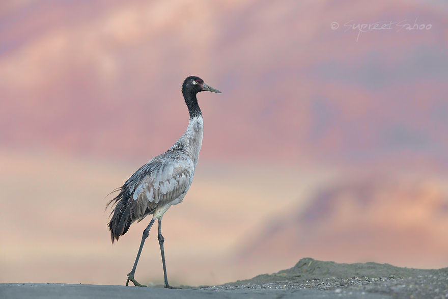 Black-Necked Crane
