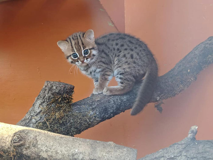 Sanctuary For Unwanted Animals Takes In A Pair Of Rare Rusty-Spotted Cats, Reveals They Have Two Adorable Babies