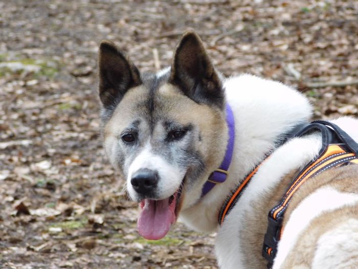 Dog Owner Searches For A Replacement Dog But Instead Finds His Lost Dog Who Was Stolen A Year Ago