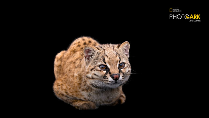 Smallest Wild Cat In Western Hemisphere Gets Cuter As Video Unveils What It Sounds Like Smallest Wild Cat In Western Hemisphere Gets Cuter As Video Unveils What It Sounds Like