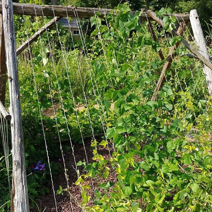 People Are Growing Magical Bean Pole Garden Tents For Their Kids