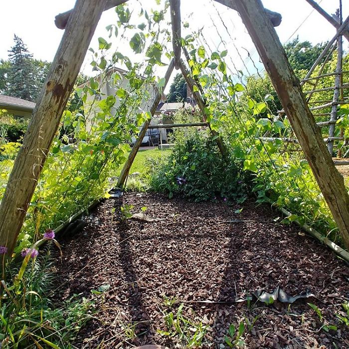 People Are Growing Magical Bean Pole Garden Tents For Their Kids