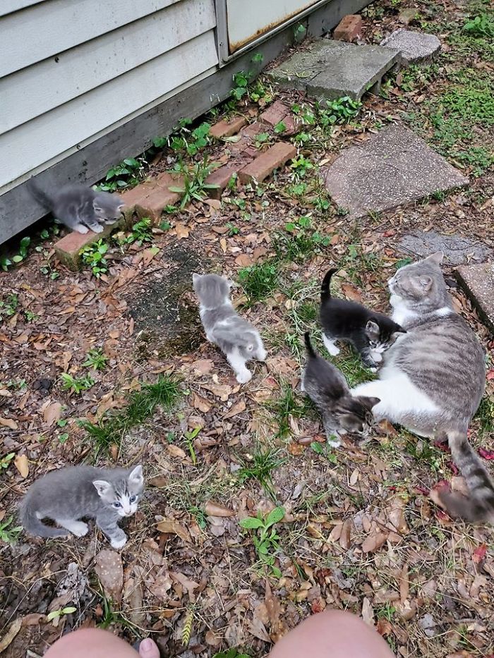 Stray Cat Brings The Woman Who’s Been Feeding Her For A Couple Of Days To Meet Her Babies Stray Cat Brings The Woman Who’s Been Feeding Her For A Couple Of Days To Meet Her Babies