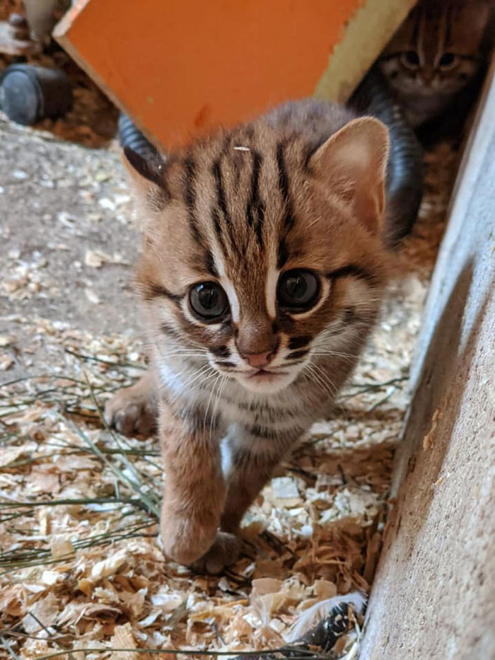 Sanctuary For Unwanted Animals Takes In A Pair Of Rare Rusty-Spotted Cats, Reveals They Have Two Adorable Babies