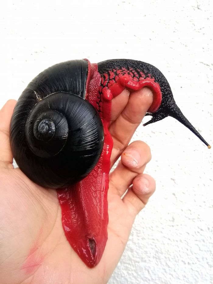 a large read and black snail crawling on a hand.