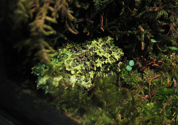 Vietnamese Mossy Frog