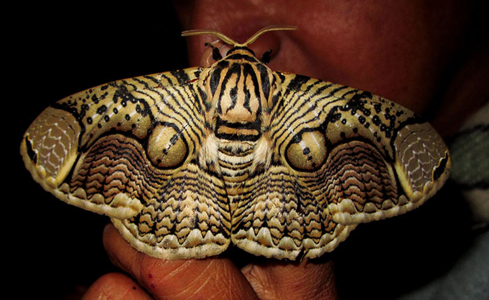 Wildlife Photographer Shares Mesmerizing Footage Of A Giant Brahmin Moth With Tiger Eye Wing Pattern