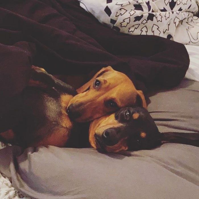 This Fedex Driver Takes His Puppies On Deliveries With Him After Their Daycare Closes