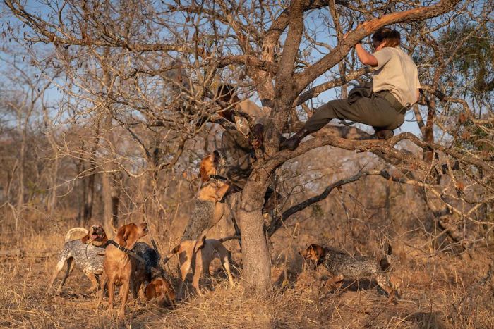 Dogs Trained To Protect Wildlife Save 45 Rhinos From Poachers
