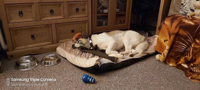 Dog Owner Searches For A Replacement Dog But Instead Finds His Lost Dog Who Was Stolen A Year Ago