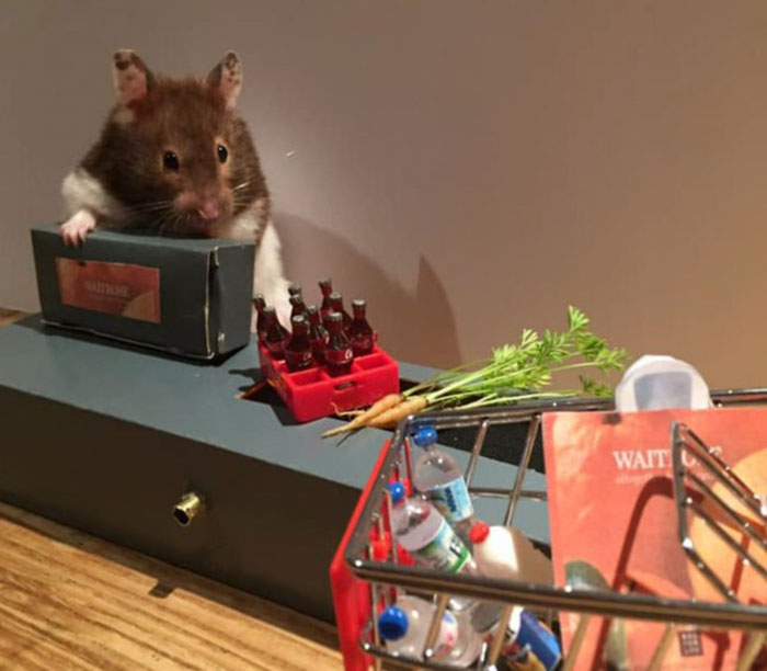 Woman Creates Tiny Lockdown Scenes With Her Pet Hamsters And It's Too Adorable