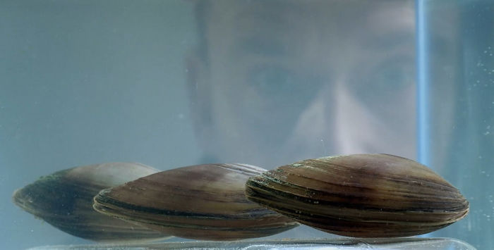 Someone Explains How Poland Uses Clams To Control Its Water Supply And It's Pretty Crazy Someone Explains How Poland Uses Clams To Control Its Water Supply And It's Pretty Crazy