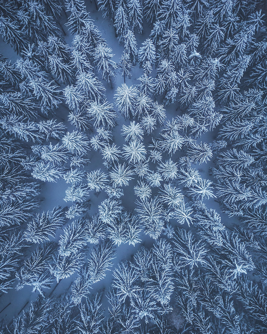 Forest During Winter (Poland)