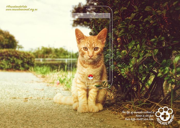 49 Ads Using Cats In A Purrrfect Way