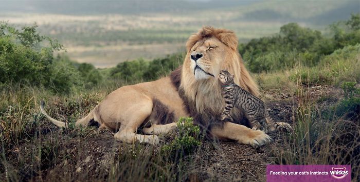 49 Ads Using Cats In A Purrrfect Way