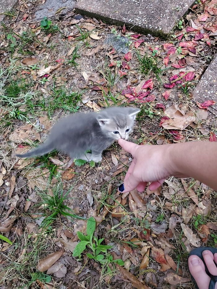 Stray Cat Brings The Woman Who’s Been Feeding Her For A Couple Of Days To Meet Her Babies Stray Cat Brings The Woman Who’s Been Feeding Her For A Couple Of Days To Meet Her Babies