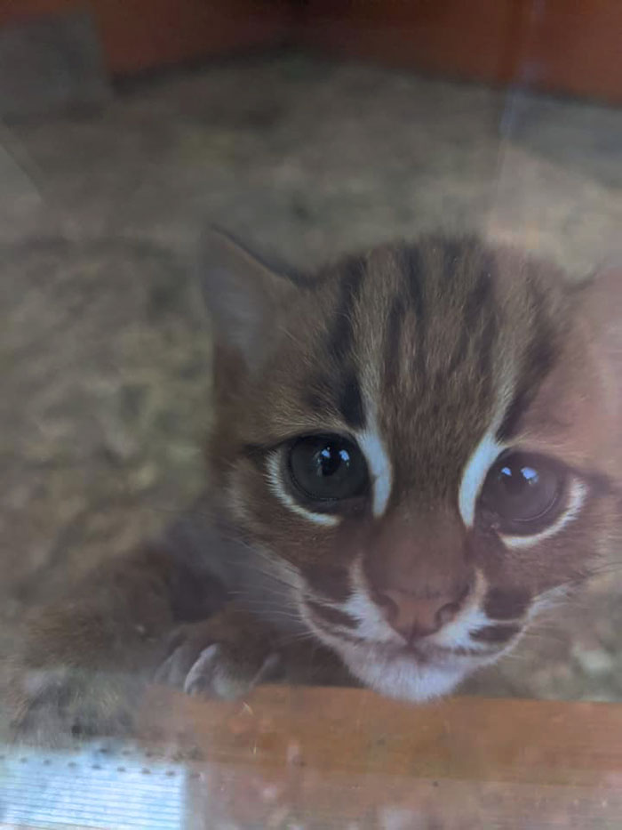 Sanctuary For Unwanted Animals Takes In A Pair Of Rare Rusty-Spotted Cats, Reveals They Have Two Adorable Babies