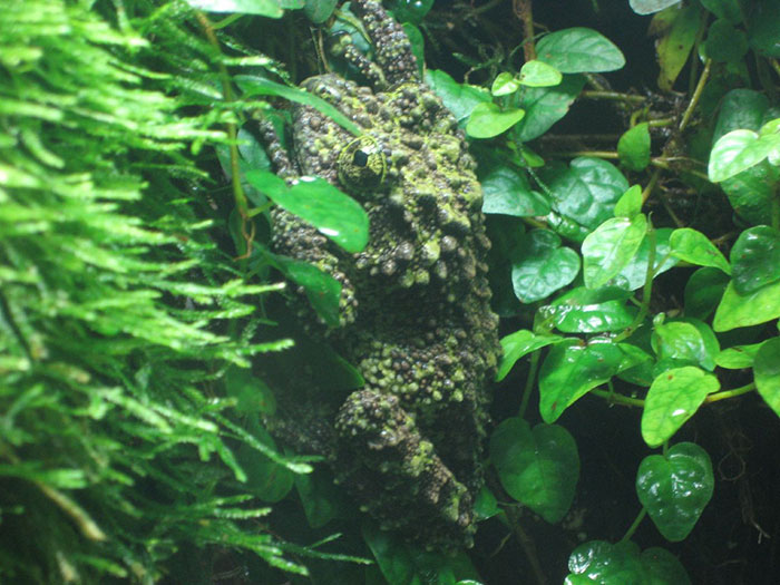 Vietnamese Mossy Frog