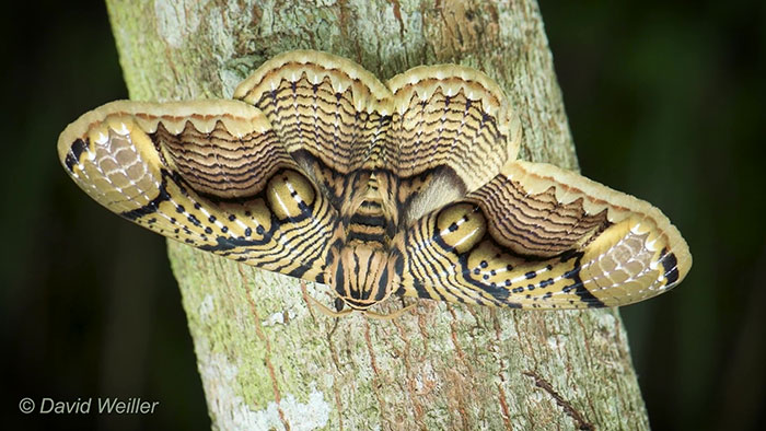 Wildlife Photographer Shares Mesmerizing Footage Of A Giant Brahmin Moth With Tiger Eye Wing Pattern Wildlife Photographer Shares Mesmerizing Footage Of A Giant Brahmin Moth With Tiger Eye Wing Pattern
