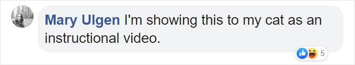 Wild Bobcat Makes This Huge Leap Over The River Seem Effortless And The Video Goes Viral