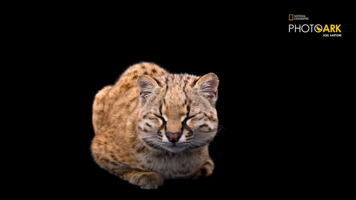 Smallest Wild Cat In Western Hemisphere Gets Cuter As Video Unveils What It Sounds Like Smallest Wild Cat In Western Hemisphere Gets Cuter As Video Unveils What It Sounds Like