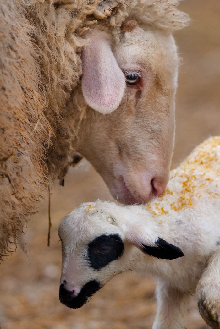 15 Years I Photographed Motherly Love Across The Animal Kingdom
