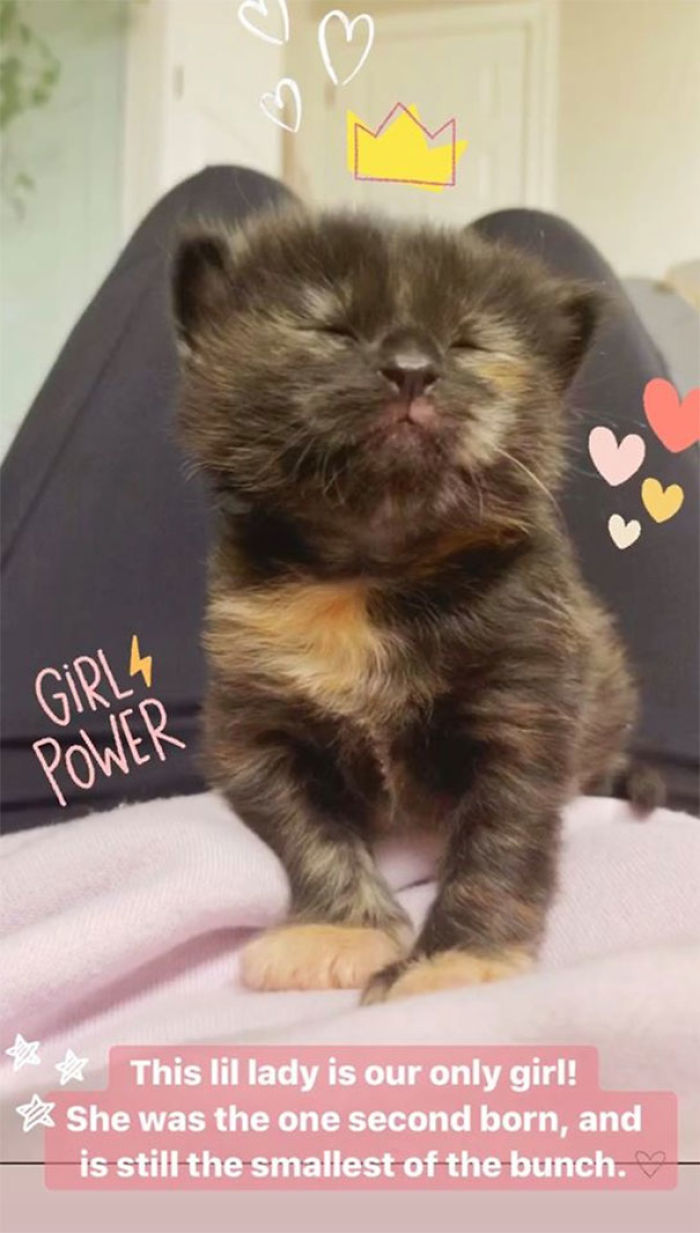 Woman Hilariously Documents Her Attempt To Take Care Of The Cat Who Wouldn't Stop Visiting Her Woman Hilariously Documents Her Attempt To Take Care Of The Cat Who Wouldn't Stop Visiting Her